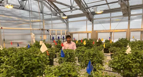 UNH doctoral candidate Palash Mandal in a greenhouse