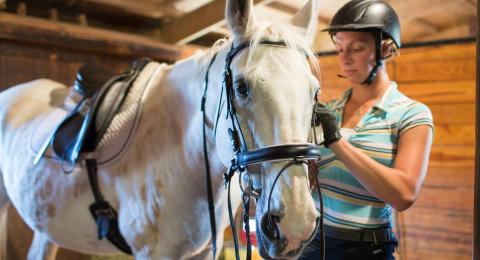 An image of a white horse being groomed and taken care of by a young woman wearing a helmet.