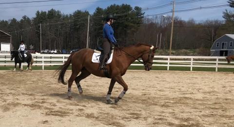 A brown horse runs around a fenced in area