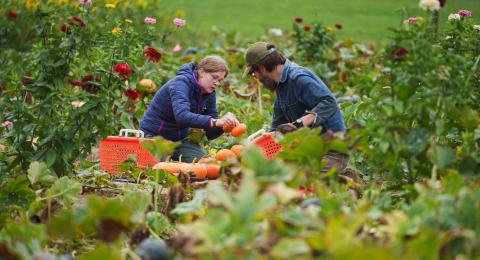 Cucurbit harvest Kingman Farm 