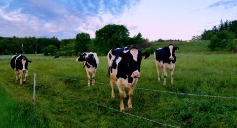 Dairy Cows