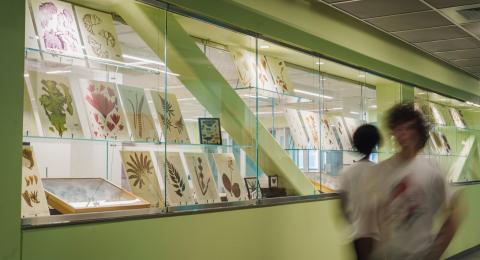 Two students walk by herbarium display in Spaulding Hall