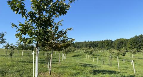 trees
