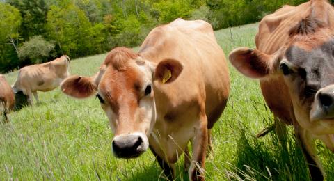 cows at the organic dairy farm