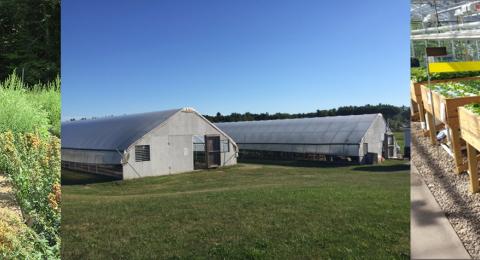 Tom Davis quinoa greenhouse lettuce