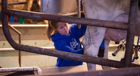 student milking cow