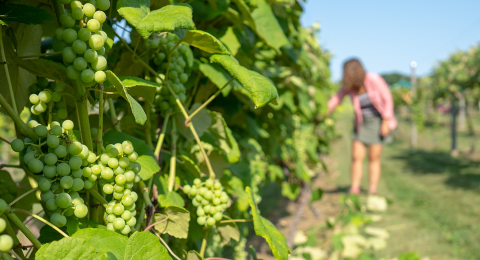 UNH Student Checks the Grapes at Woodman Horticultural Research Farm