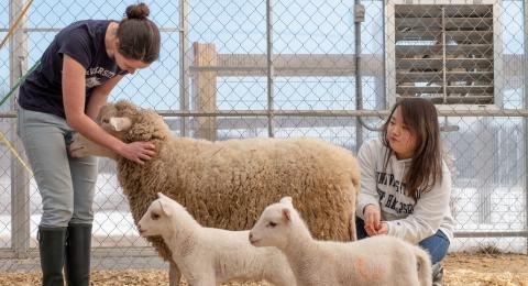 UNH animal science students care for sheep on campus