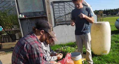 Students seated outside a high tunnel greenhouse gain experience in sustainable food production as they separate garlic cloves for consumption and planting.