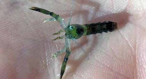 Early-stage juvenile lobster