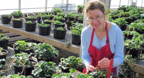 An image of a woman wearing a blue shirt and red apron. She's looking at the camera while watering strawberry plants in the Macfarlane Greenhouse at UNH.