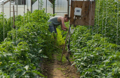 A photo of a student working in a greenhouse