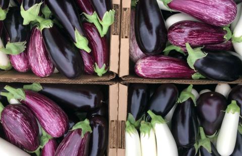 A photo of boxes of eggplants for the Inspired Horticultural Report