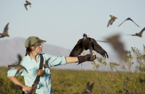 COLSA researcher studies how hawks select and track a target among large groups of prey