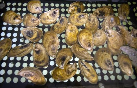 A photo showing a bunch of oysters in a tray