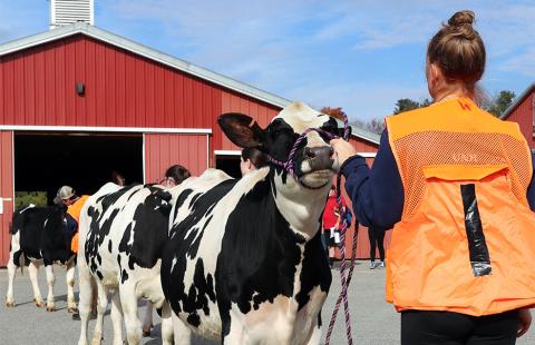 A UNH student holds a cow for a judging contest at the Fairchild Dairy Teaching and Research Center in October.