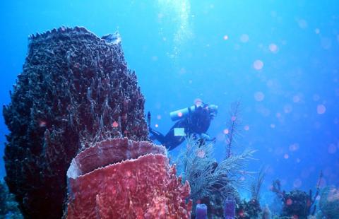 An underwater photo showing two sea sponges in the foreground. The foremost sponge is reddish-brown and has a wide-open top. The farthest sponge is darker in color and has a wide-open top. Behind both sponges is a scuba diver in the background.
