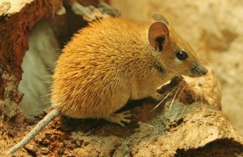 An image of a tan-brown desert mouse standing on a rock. The mouse looks off in the distance. It has dark eyes and medium-sized ears that stick straight up.
