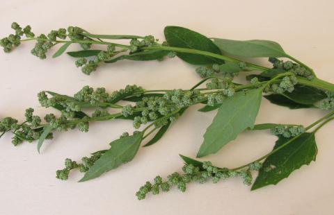 An image of a goosefoot plant laid on a white table. The green plant has small seeds on thumb-sized pointed leaves.
