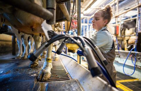 A white woman wearing brown coveralls stands in the milking parlor. Next to her is a milking machine and she cleans the pink utters of a dairy cow.
