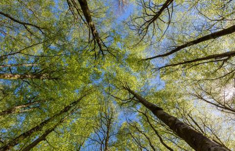 An image of a stand of beech trees, looking upwards at their crowns from the ground.