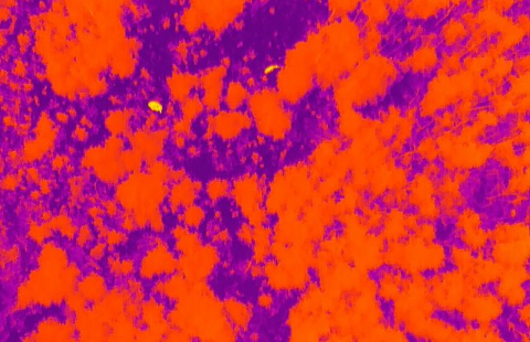 Thermal image of a plot of forest with the trees in red and the ground in purple.