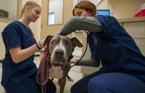 Two COLSA students dressed in blue scrubs work with a dog at the UNH PAWS Veterinary Clinic located in Barton Hall in Durham.