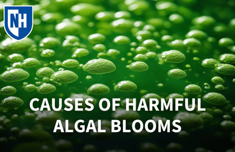 An image of algal cells and text reading "Causes of Harmful Algal Blooms"