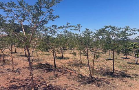 Several rows of small trees shown, planted in the ground and beneath a clear sky.