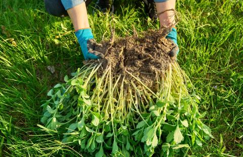 A photo of two hands holding plants grown for green manure