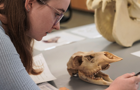 UNH Student is studying an animal skull in a lab setting