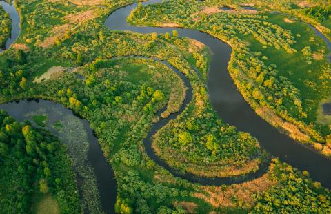 A network of rivers winds through green and yellow foliage, creating a mosaic-like formation.