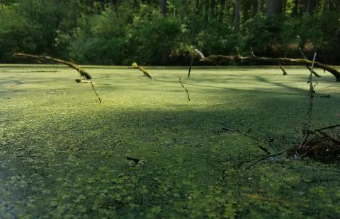 A pond surface covered in bright green duckweed.