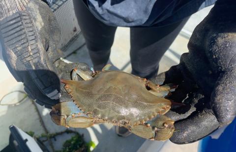 Invasive crab species posing challenges to aquaculture ecosystems in New Hampshire.