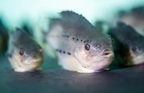 Lumpfish swimming in a tank as part of research on their use in aquaculture for pest control.