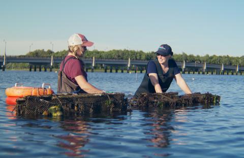 Aquaculture researchers harvesting oysters from submerged cages in a New Hampshire estuary, contributing to sustainable seafood production and water quality improvement initiatives.