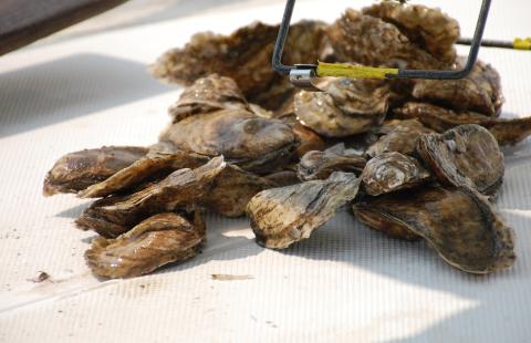 Research on oyster health and their resilience to changing environmental conditions.