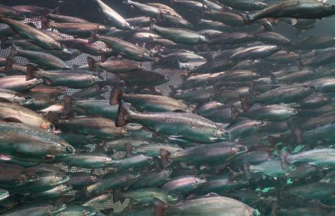 Steelhead trout in an aquaculture facility, part of research on sustainable fish farming.