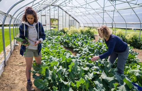 UNH student and professor are working in a high tunnel