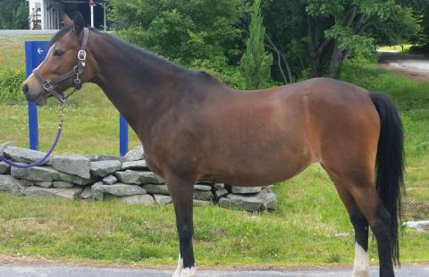 bay thoroughbred / welsh cross mare
