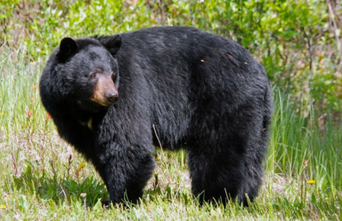 A photo of a black bear