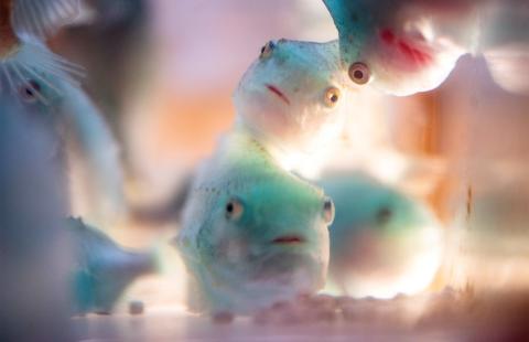 An image of baby lumpfish in a tank and being cared for by aquaculture researchers at COLSA.