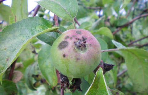 A photo of an apple with apple scab, which was treated by chitosan.