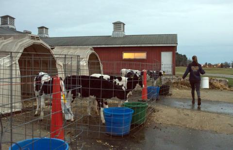 A photo of heifer calves at the Fairchild Dairy Center