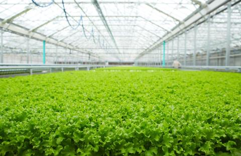 A thumbnail of growing greens in a large greenhouse