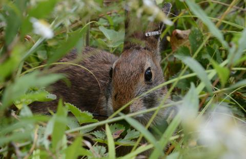 A New England cottontail hiding in its native shrubland habitat