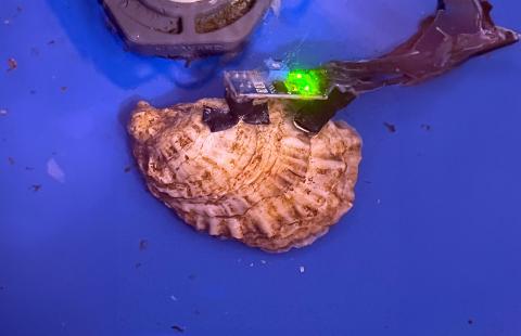 An image of an oyster shell with a biosensor attached to it.