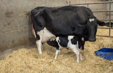 A photo of a calf feeding on the udders of its cow mom