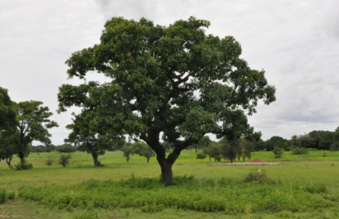 A photo of a shea tree