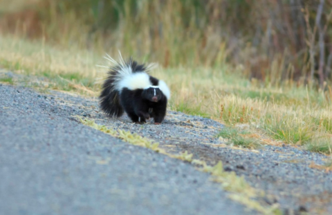 A picture of a skunk on a road